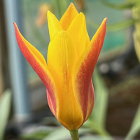 Tulipa clusiana 'Cynthia'